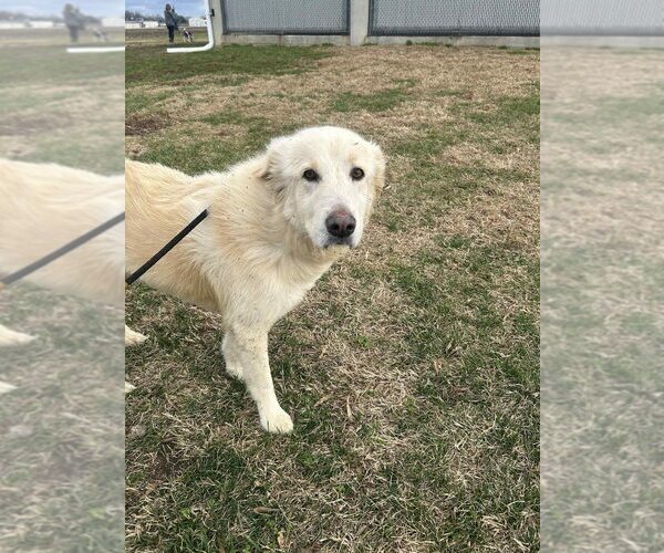 Medium Photo #2 Great Pyrenees-Unknown Mix Puppy For Sale in Evansville, IN, USA