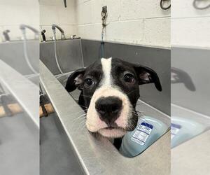 American Pit Bull Terrier Dogs for adoption in Peoria, IL, USA