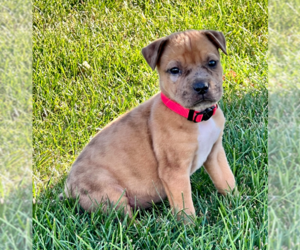 Boxer-Mountain Cur Mix Dogs for adoption in Brooklyn Center, MN, USA