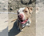 Small #17 American Staffordshire Terrier Mix