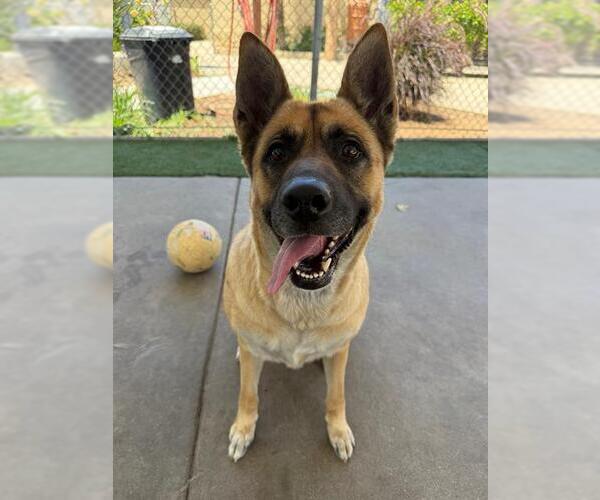 Medium Photo #2 German Shepherd Dog Puppy For Sale in Chula Vista, CA, USA