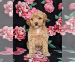 Small Photo #3 Poodle (Toy) Puppy For Sale in LINCOLN UNIV, PA, USA