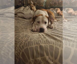 Beau - Male Bullboxer Pit Dog for Adoption - Photo #8