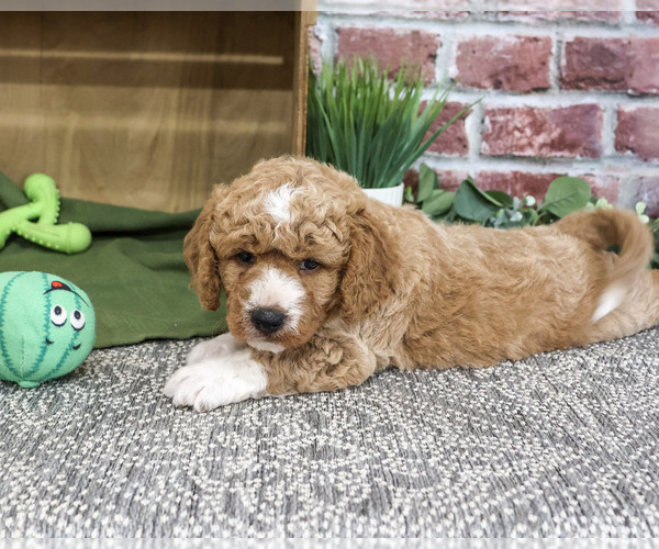 Medium Photo #4 Goldendoodle mix (+ Poodle Standard) Puppy For Sale in SYRACUSE, IN, USA