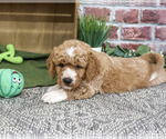 Small #3 Goldendoodle mix (+ Poodle Standard)
