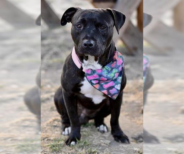 Medium Photo #1 Staffordshire Bull Terrier-Unknown Mix Puppy For Sale in Santa Cruz, CA, USA
