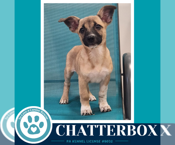 Medium Photo #2 Chihuahua Puppy For Sale in Kimberton, PA, USA