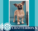 Small #1 Chihuahua