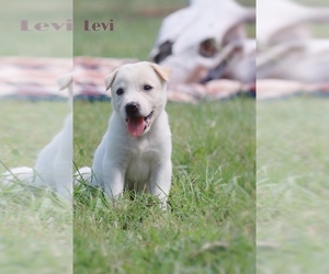 Australian Cattle Dog-Great Pyrenees Mix Puppy for sale in BARRY, TX, USA