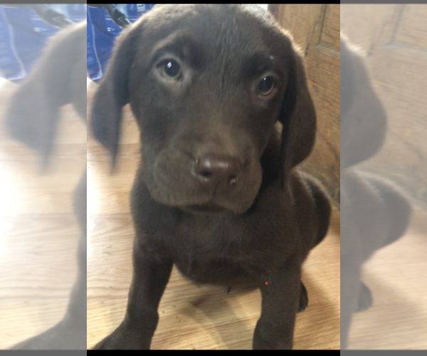 Medium Photo #1 Labrador Retriever Puppy For Sale in MIFFLINTOWN, PA, USA
