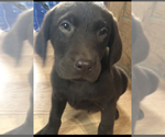 Small Photo #1 Labrador Retriever Puppy For Sale in MIFFLINTOWN, PA, USA