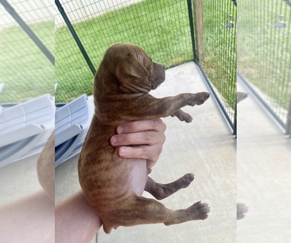 Medium Photo #9 American Pit Bull Terrier Puppy For Sale in WESTLAND, MI, USA