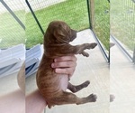 Small #1 American Pit Bull Terrier
