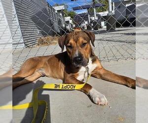 Mutt Dogs for adoption in Las Vegas, NV, USA