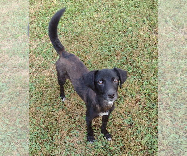 Medium Photo #4 Pomeagle Puppy For Sale in Cookeville, TN, USA