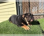 Small #17 English Bulldog