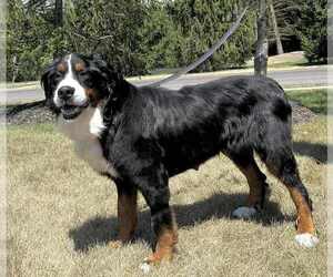 Medium Bernese Mountain Dog