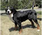 Small Bernese Mountain Dog