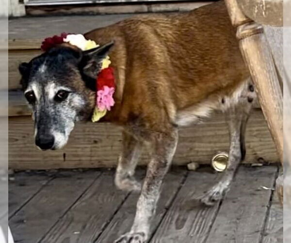 Medium Photo #4 Mutt Puppy For Sale in Stevens Point, WI, USA