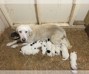 Mother of the Akbash Dog-Karakachan Mix puppies born on 06/12/2022