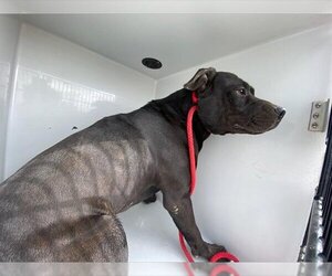 American Pit Bull Terrier Dogs for adoption in Houston, TX, USA