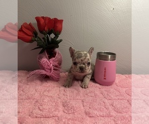Medium French Bulldog