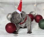 Small Photo #6 French Bulldog Puppy For Sale in FLEMING ISLAND, FL, USA