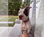 Small Photo #6 Mutt Puppy For Sale in Mount Pleasant, SC, USA