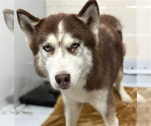 Siberian Husky Dogs for adoption in Conroe, TX, USA