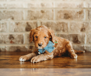 Goldendoodle (Miniature) Puppy for sale in HAZEL GREEN, AL, USA