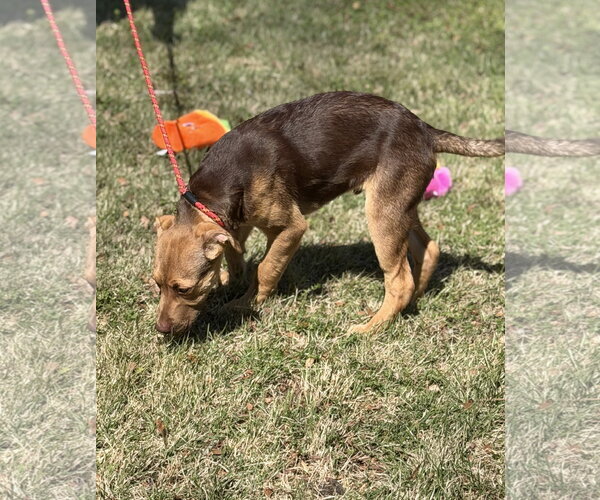 Medium Photo #4 Labrador Retriever-Unknown Mix Puppy For Sale in Yardley, PA, USA