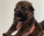 Small Photo #17 German Shepherd Dog Puppy For Sale in INMAN, SC, USA
