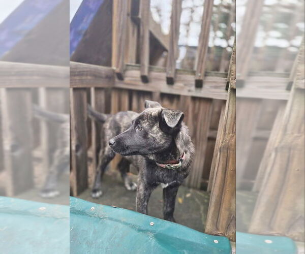 Medium Photo #2 Mutt Puppy For Sale in Imlay City, MI, USA