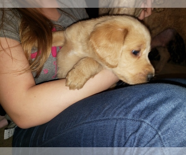 Medium Photo #59 Labradoodle Puppy For Sale in WASHOUGAL, WA, USA