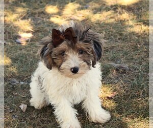 YorkiePoo Dog for Adoption in BARNESVILLE, Kansas USA