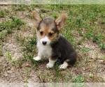 Small #6 Pembroke Welsh Corgi