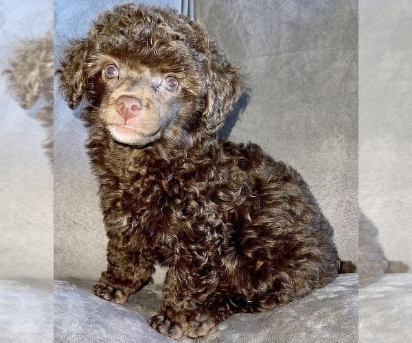 Medium Photo #1 Poodle (Toy) Puppy For Sale in HAYWARD, CA, USA