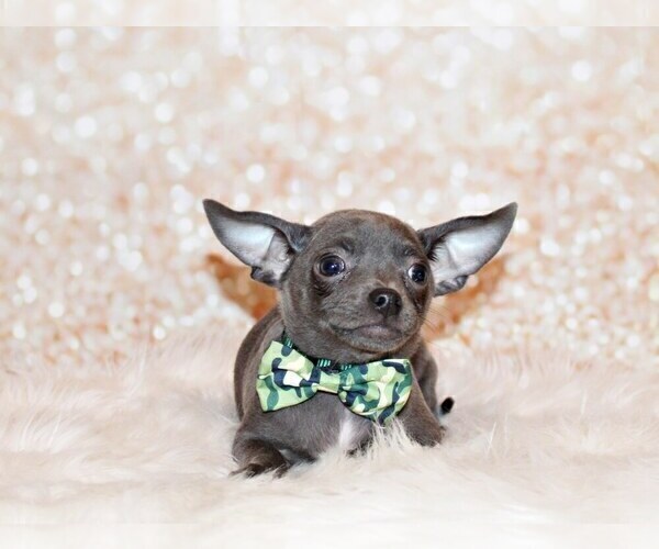Medium Photo #31 Chihuahua Puppy For Sale in CHARLESTON, AR, USA