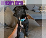Small #2 Dachshund Mix