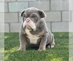 Small Photo #5 English Bulldog Puppy For Sale in PORTOLA VALLEY, CA, USA