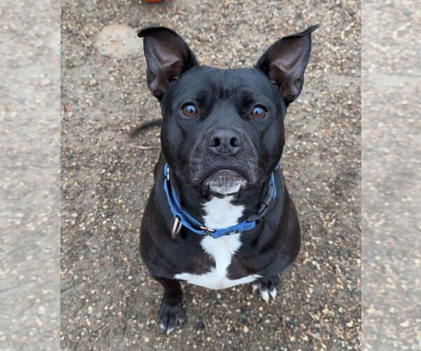 Medium Photo #4 American Staffordshire Terrier-Unknown Mix Puppy For Sale in Bemidji, MN, USA