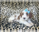 Small #4 Cavapoo
