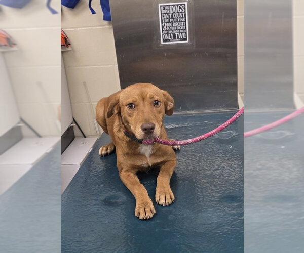 Medium Photo #1 Unknown-Vizsla Mix Puppy For Sale in Mobile, AL, USA