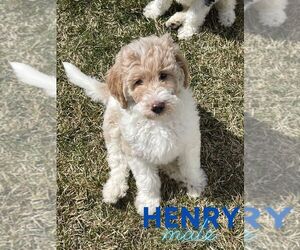 Goldendoodle Puppy for sale in NORTH LIBERTY, IN, USA