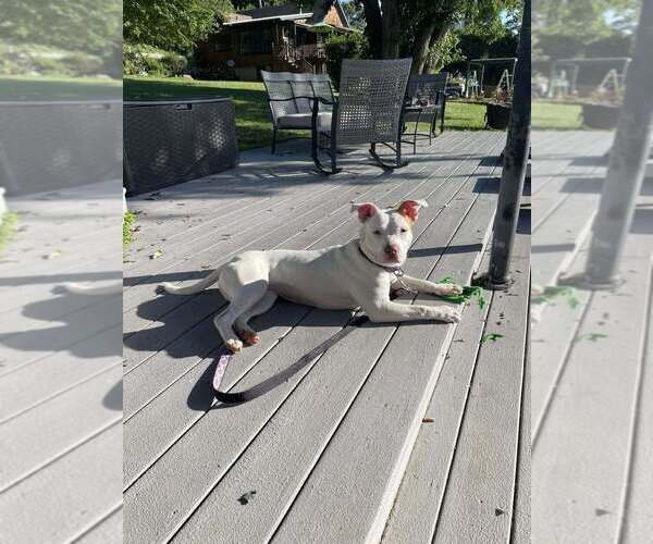 Medium Photo #41 American Staffordshire Terrier-Labrador Retriever Mix Puppy For Sale in Brewster, NY, USA