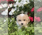 Small #2 Havanese