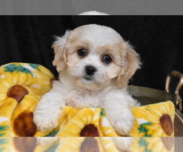 Medium Photo #1 Cavachon Puppy For Sale in ELDORADO, OH, USA