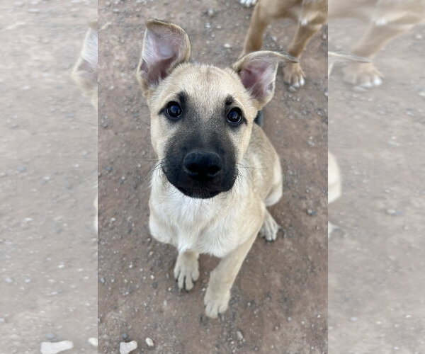 Medium Photo #1 Australian Shepherd-German Shepherd Dog Mix Puppy For Sale in Chandler, AZ, USA