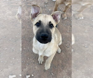Australian Shepherd-German Shepherd Dog Mix Dogs for adoption in Chandler, AZ, USA