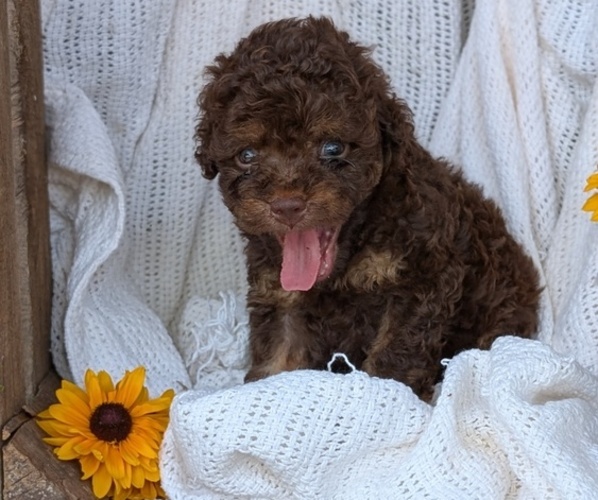 Medium Photo #56 Cock-A-Poo Puppy For Sale in GOSHEN, IN, USA